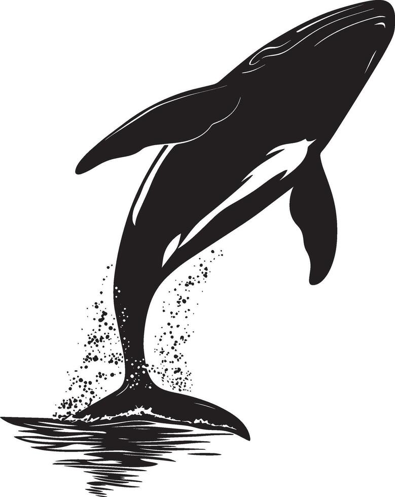 Whale Breaching Leaping from the water, body arched, tail elevated, black silhouette . vector