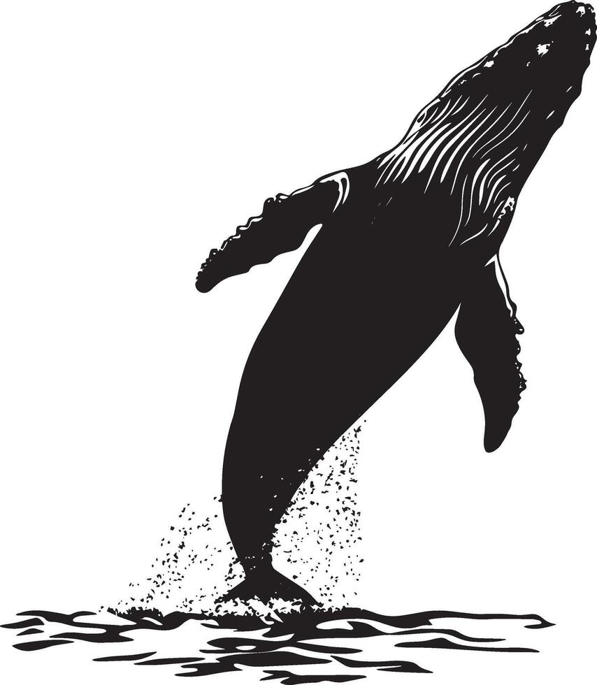 Whale Breaching Leaping partially out of the water, body arched, tail elevated. full length silhouette black illustration vector