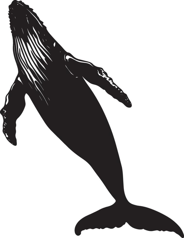 Whale Flipping Body arched upward, flippers spread, black silhouette . vector
