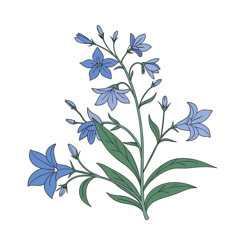 Fresh Lobelia Erinus Displayed on White vector