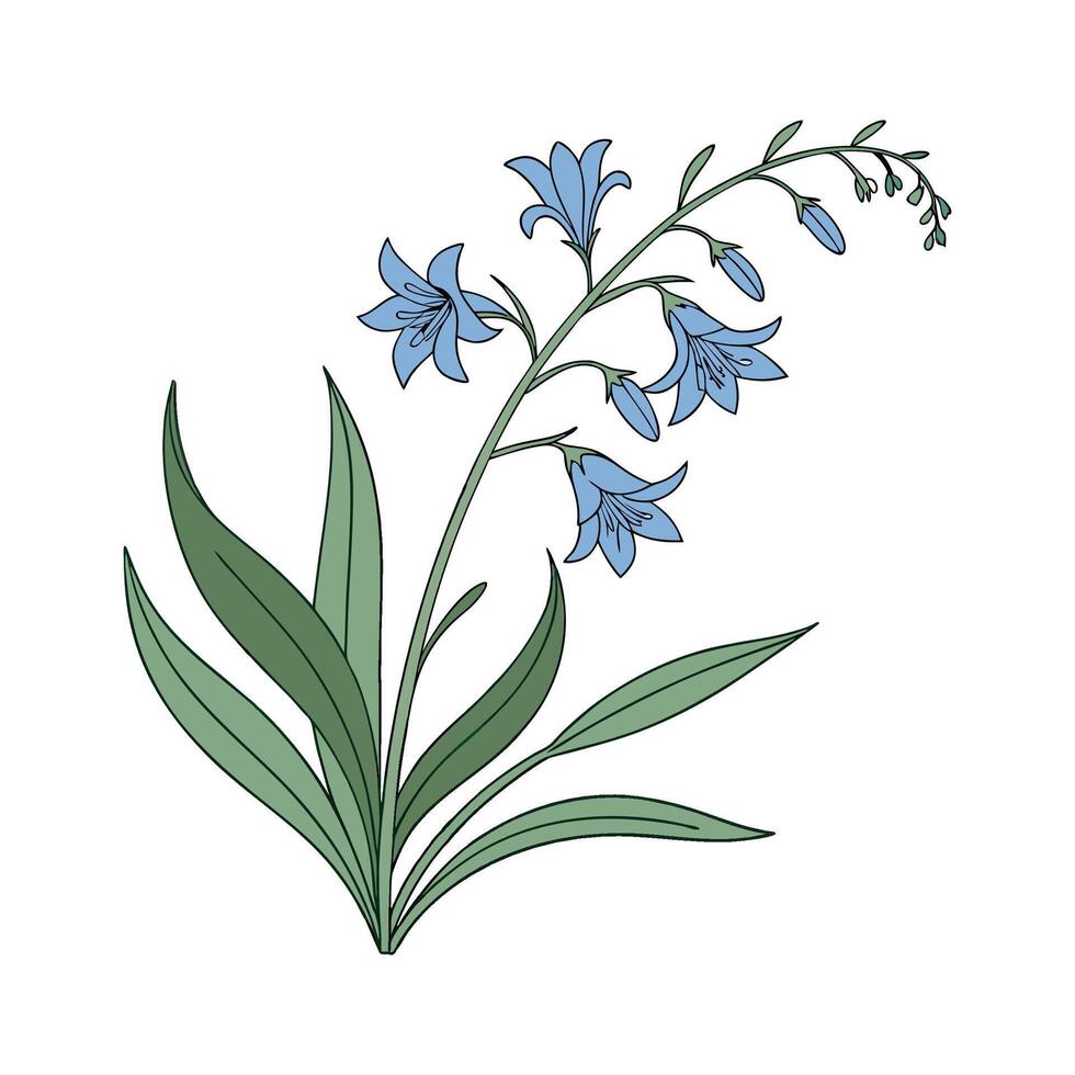 Vibrant Lobelia Plant Display on Bright vector