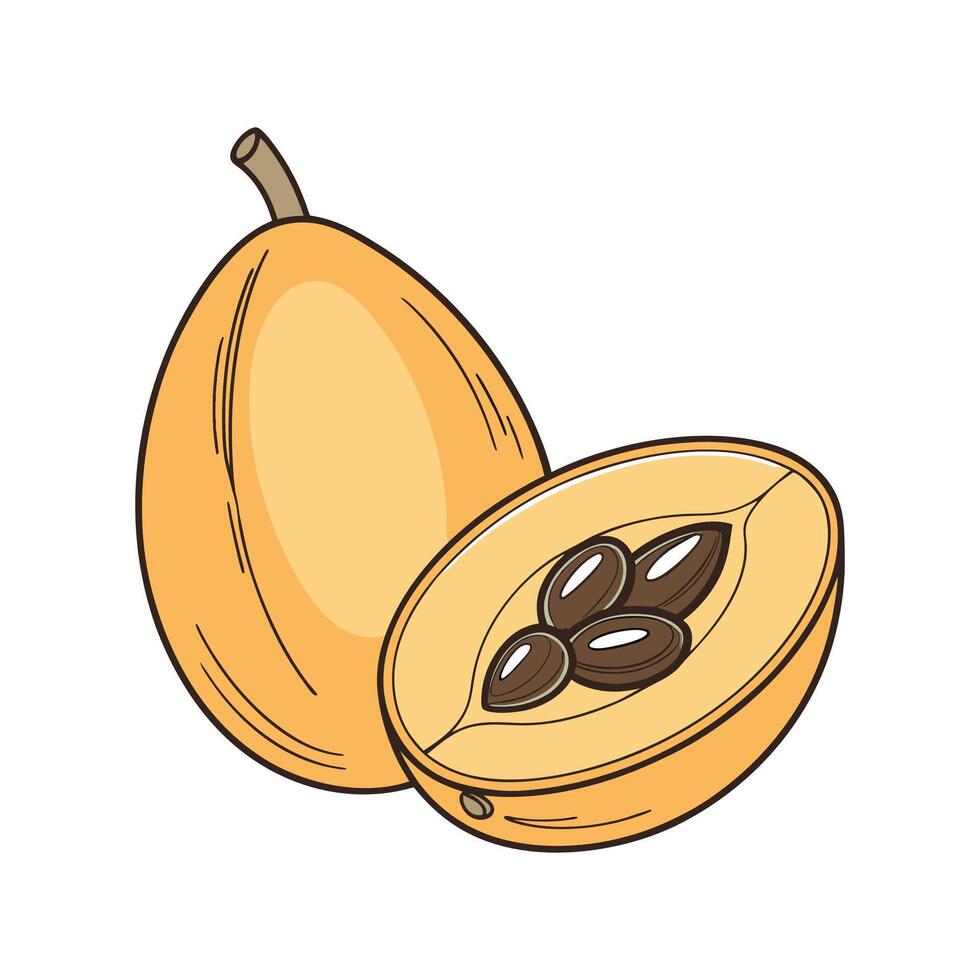 Fresh Loquat on Clean White Surface vector