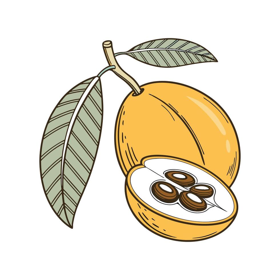 Elegant Loquat Plant on Clean White vector