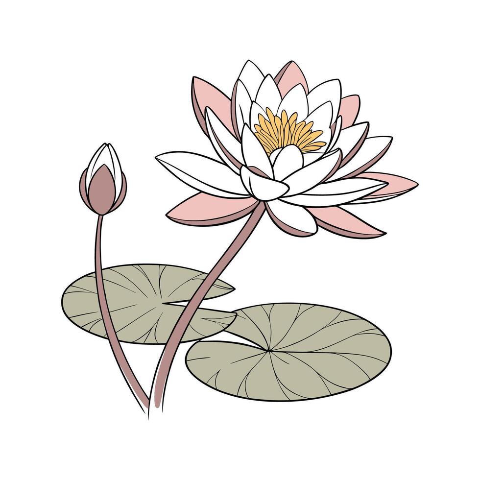 Botanical Lotus Flower on Clean White vector