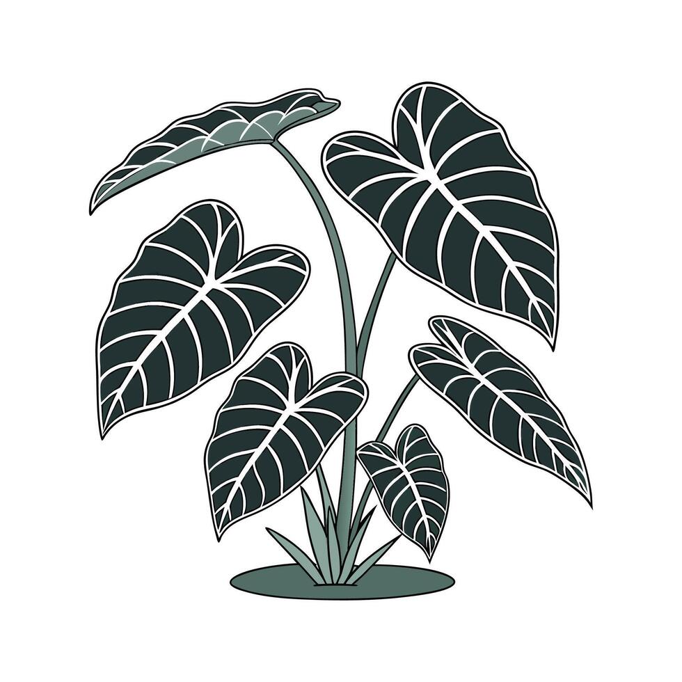 Alocasia Plant on White Canvas vector