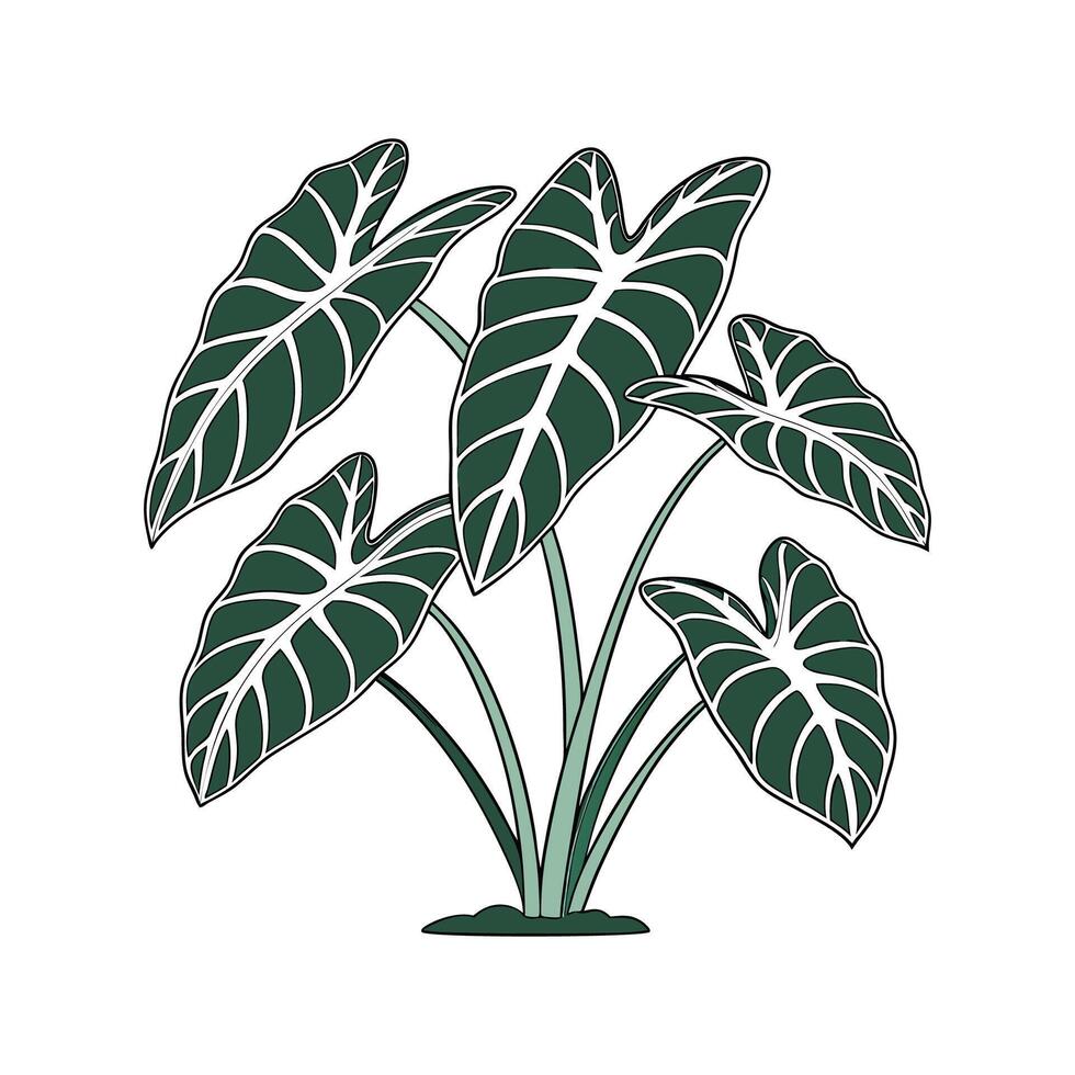 Alocasia Greenery on White vector