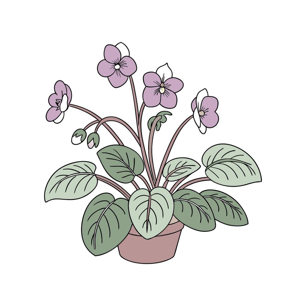 African Violet Bloom Display vector