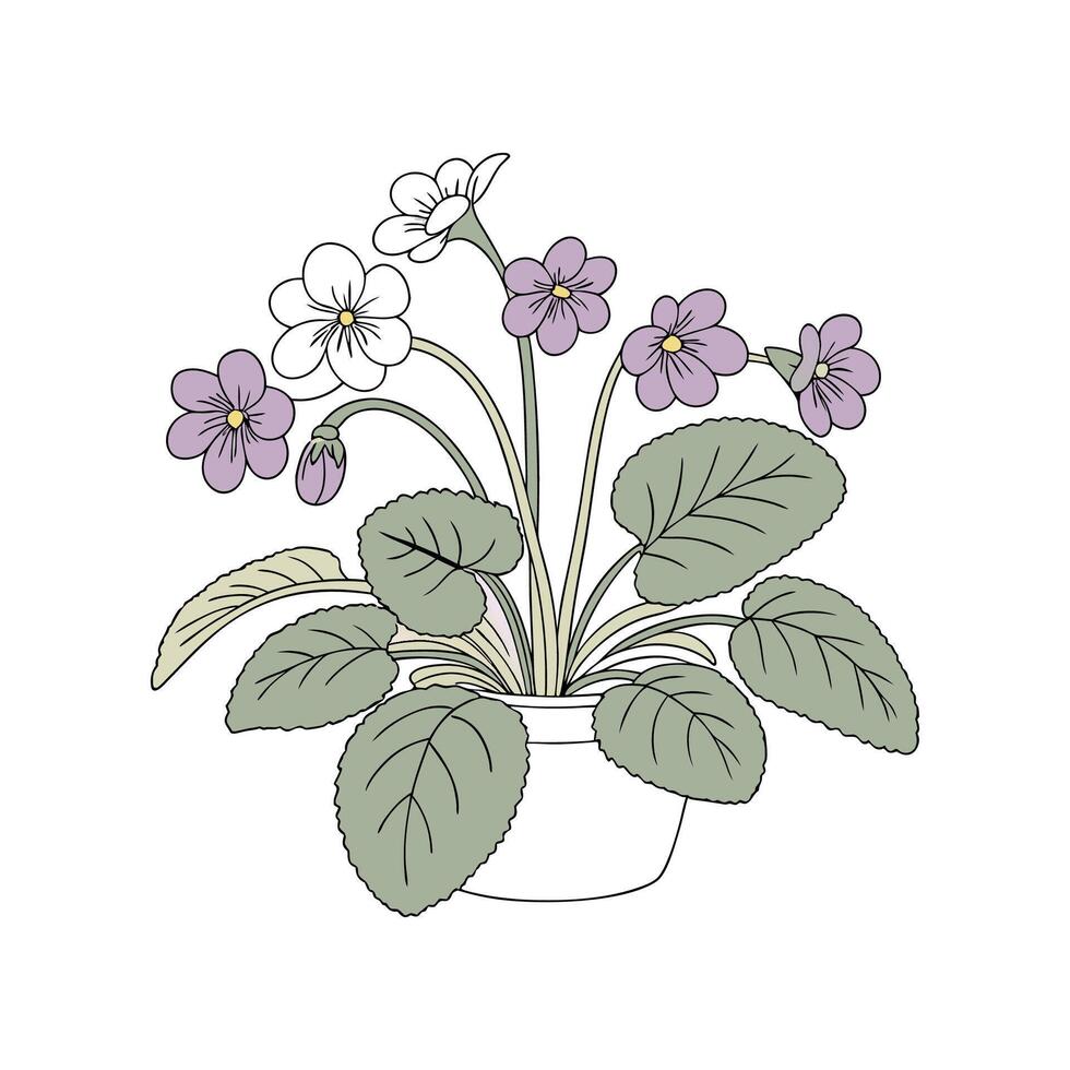 Elegant African Violet Flower Display vector