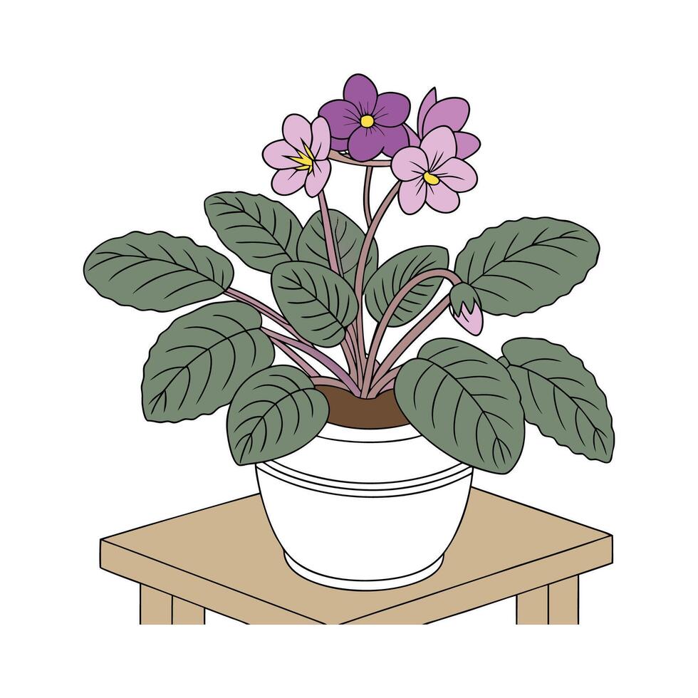 Beautiful African Violet Flowers vector