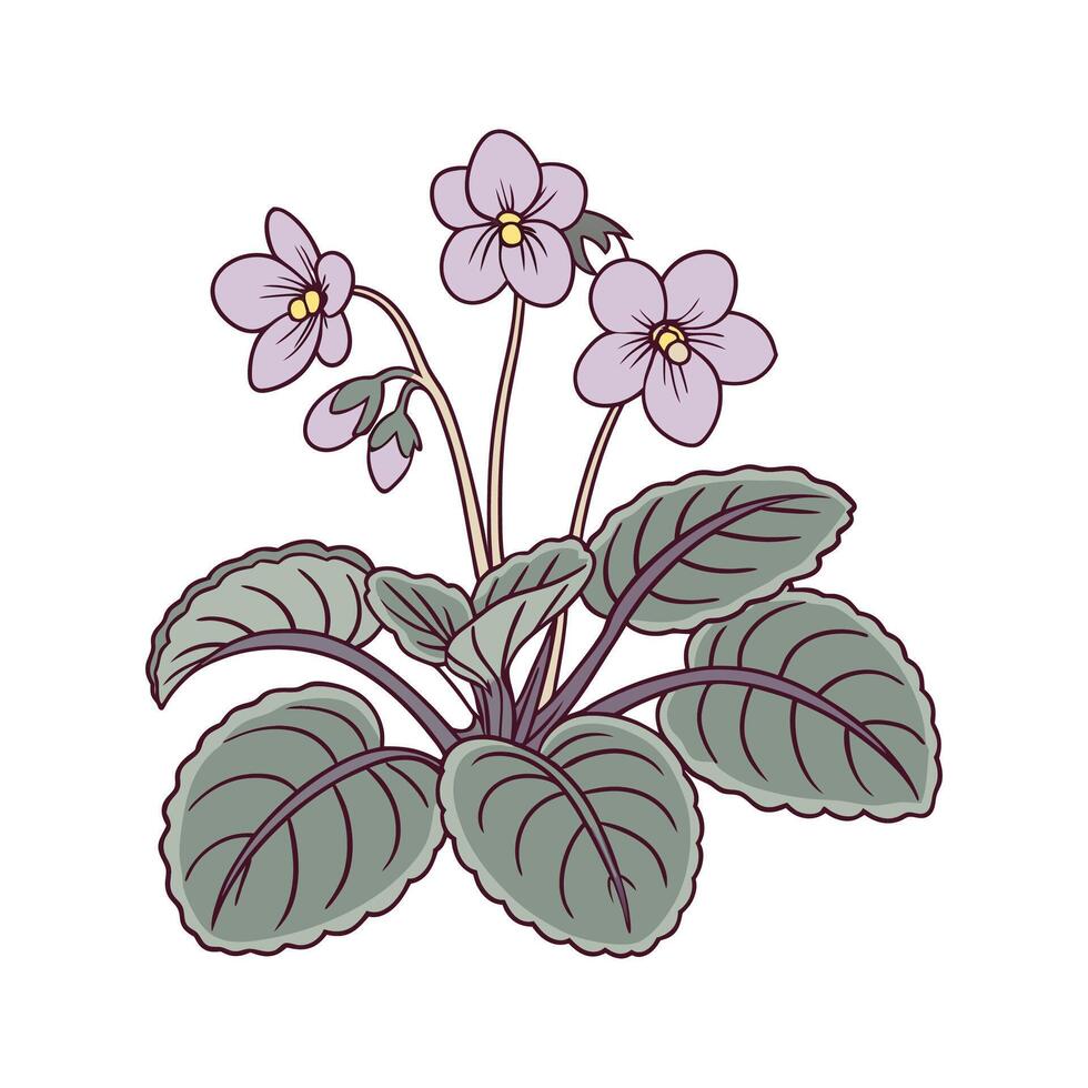 African Violet Blooms on White Canvas vector