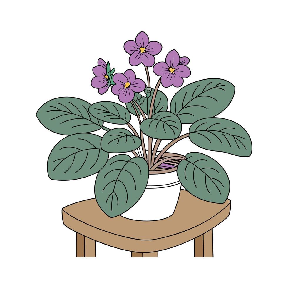 Elegant African Violet on White vector