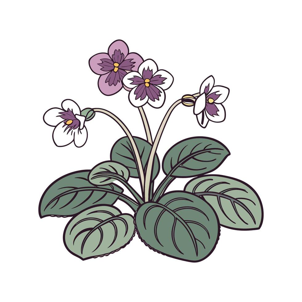 Vibrant Saintpaulia on White Surface vector