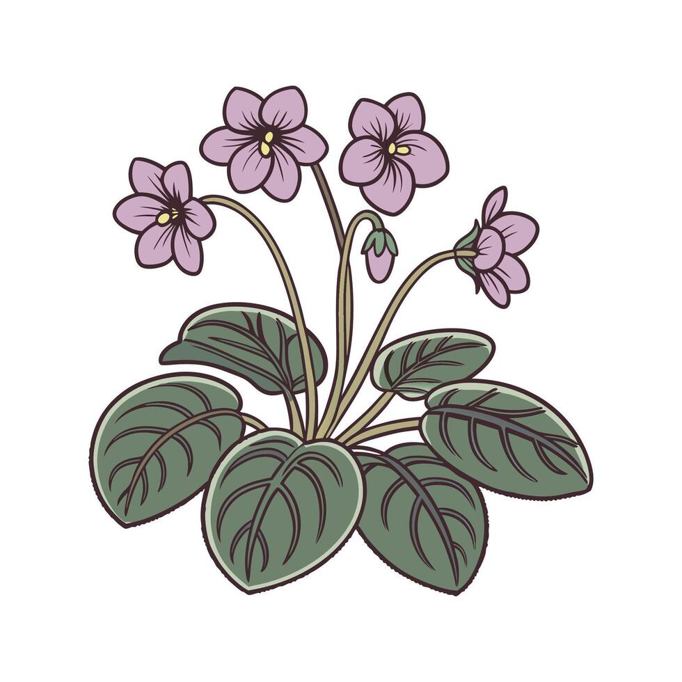 Lovely Saintpaulia Display on White vector