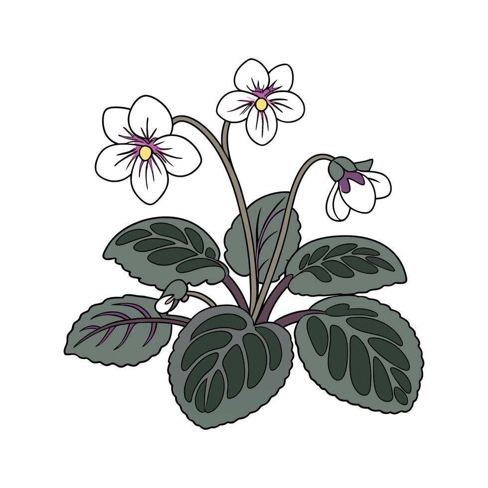 Stunning Saintpaulia on White Background vector