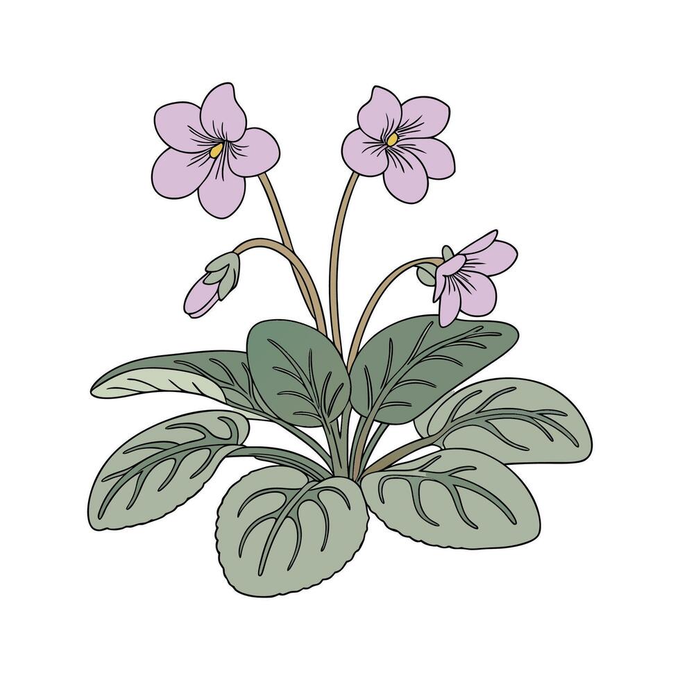 Charming Saintpaulia on Bright White vector