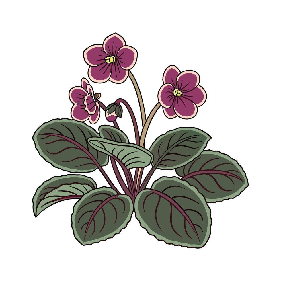 Saintpaulia on Bright White Background vector