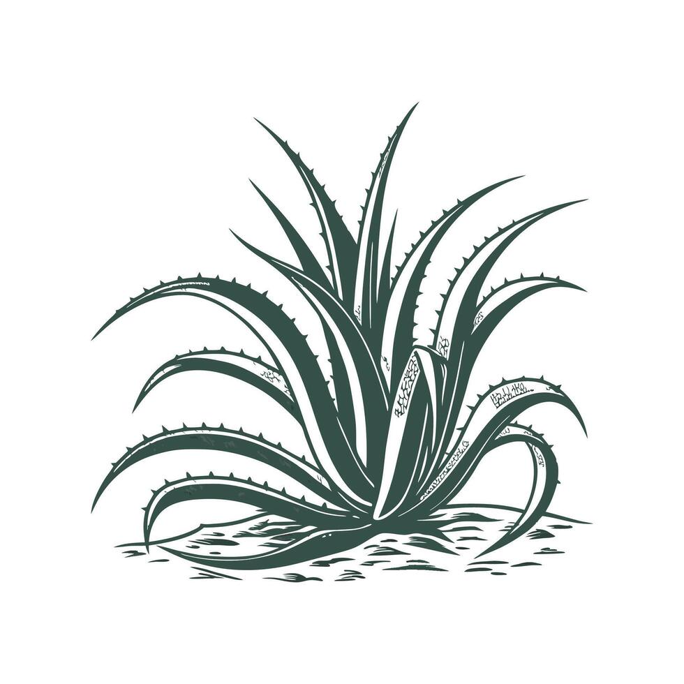 Stylish Agave on White Surface vector