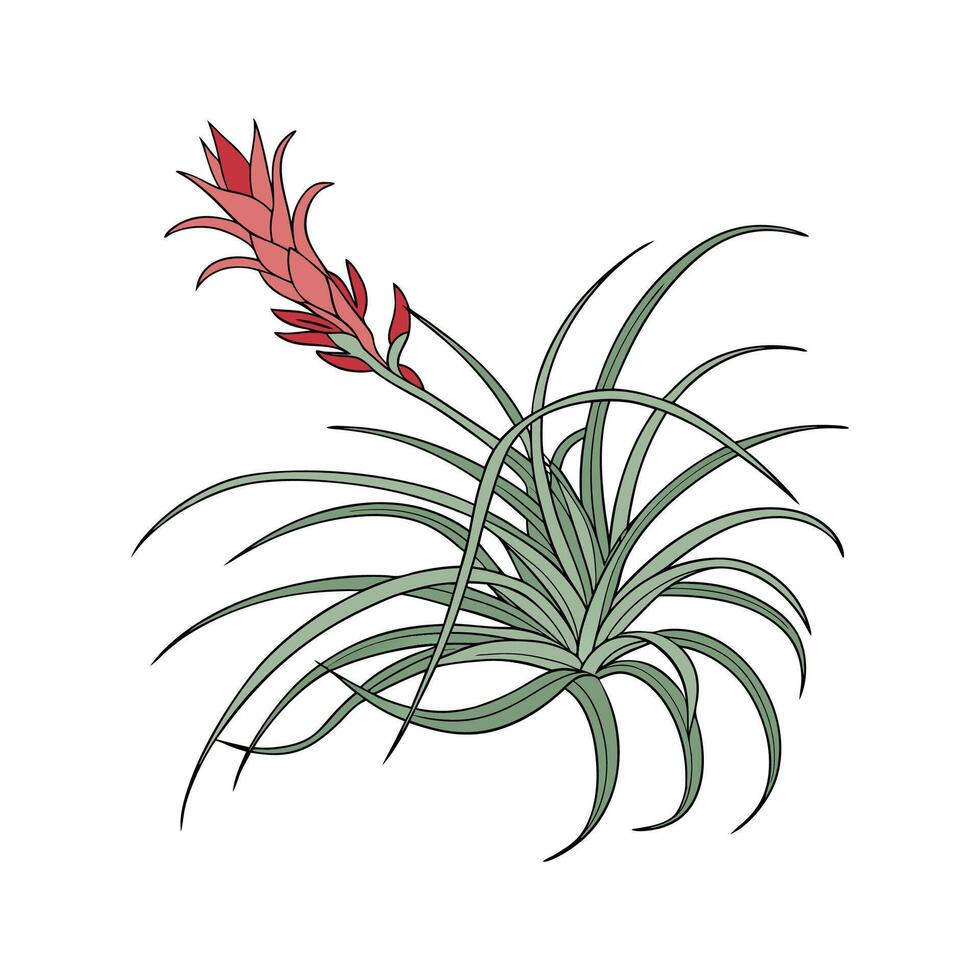 Charming Tillandsia on Bright White vector