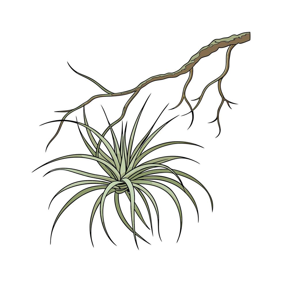 Vibrant Tillandsia on Bright White vector