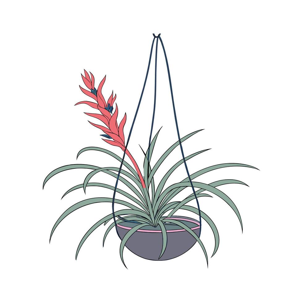 Elegant Tillandsia Display on White vector