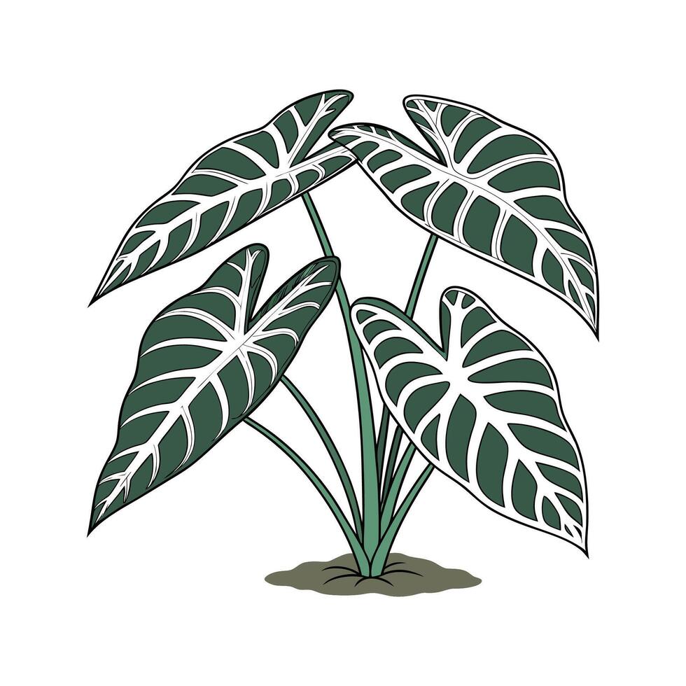 Stylish Alocasia on White Surface vector