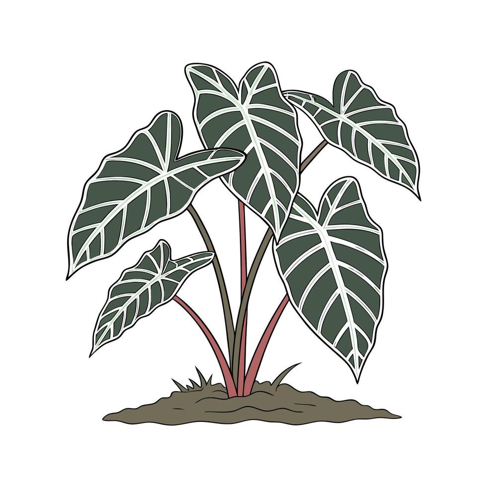 Stylish Alocasia Polly on White vector