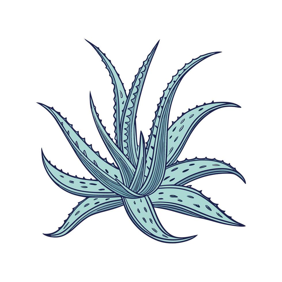 Beautiful Aloe Aristata on White Canvas vector