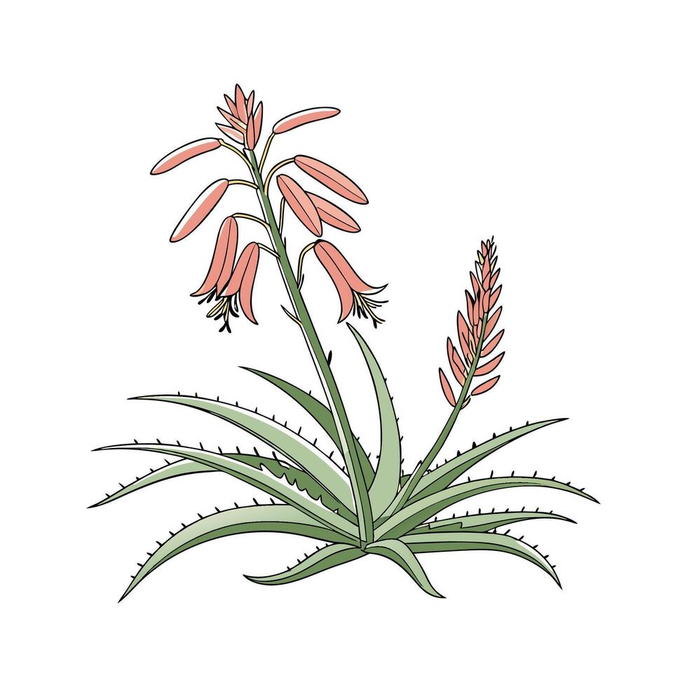 Aloe Saponaria Display on Bright White vector