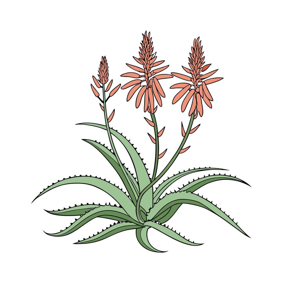Lovely Aloe Saponaria on White vector
