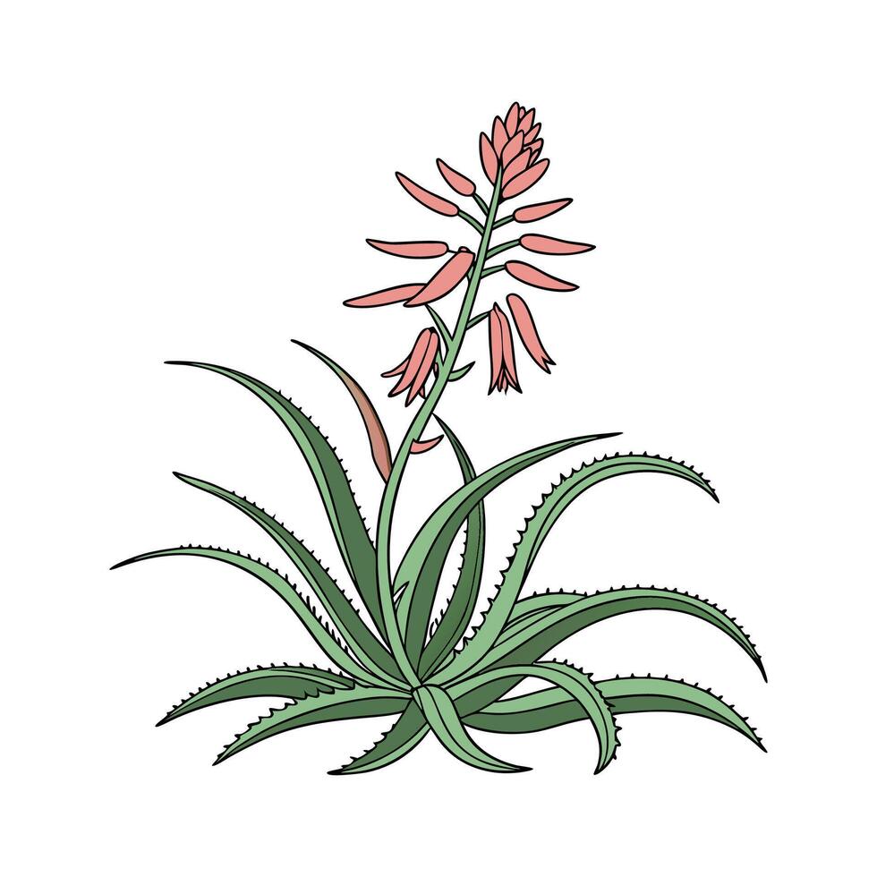 Charming Aloe Saponaria on Bright White vector