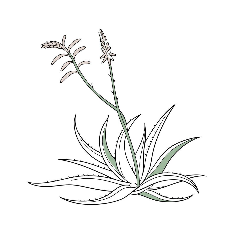 Vibrant Aloe Striata on White vector