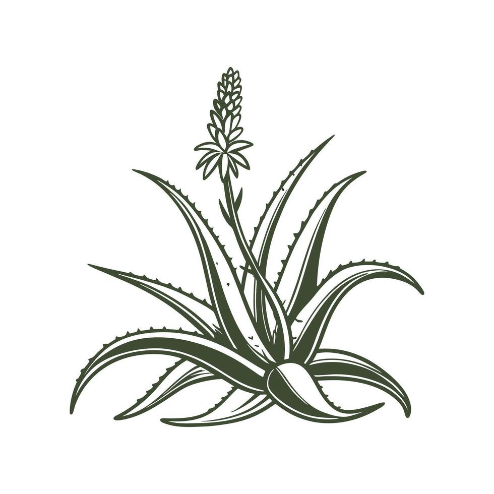 Aloe Vera on Bright White Background vector