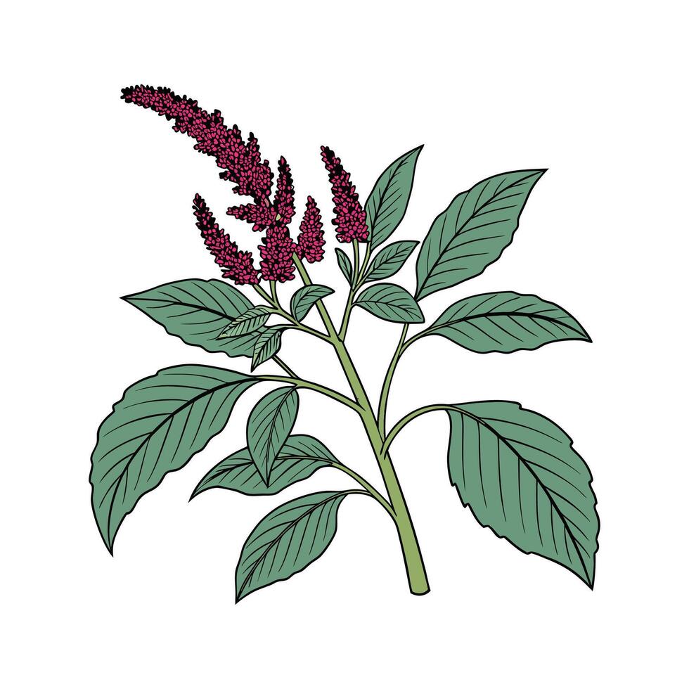 Vibrant Amaranth on White Surface vector