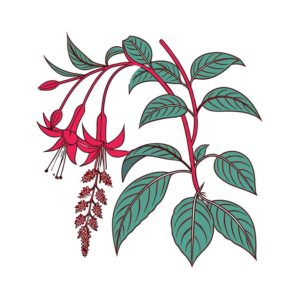 Amaranth Plant Display on White vector