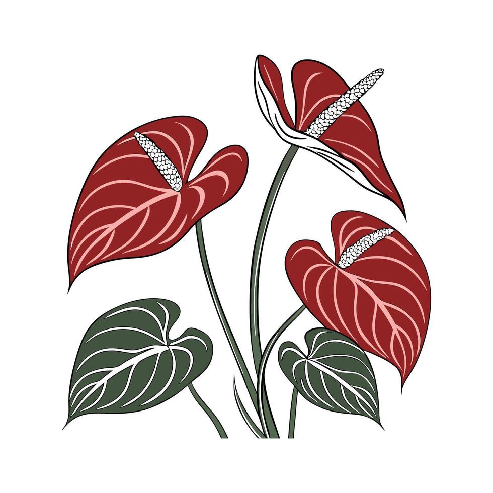 Stylish Anthurium Andraeanum on White vector