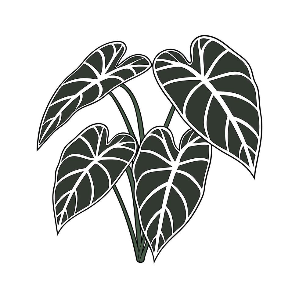 Elegant Anthurium Clarinervium on White vector