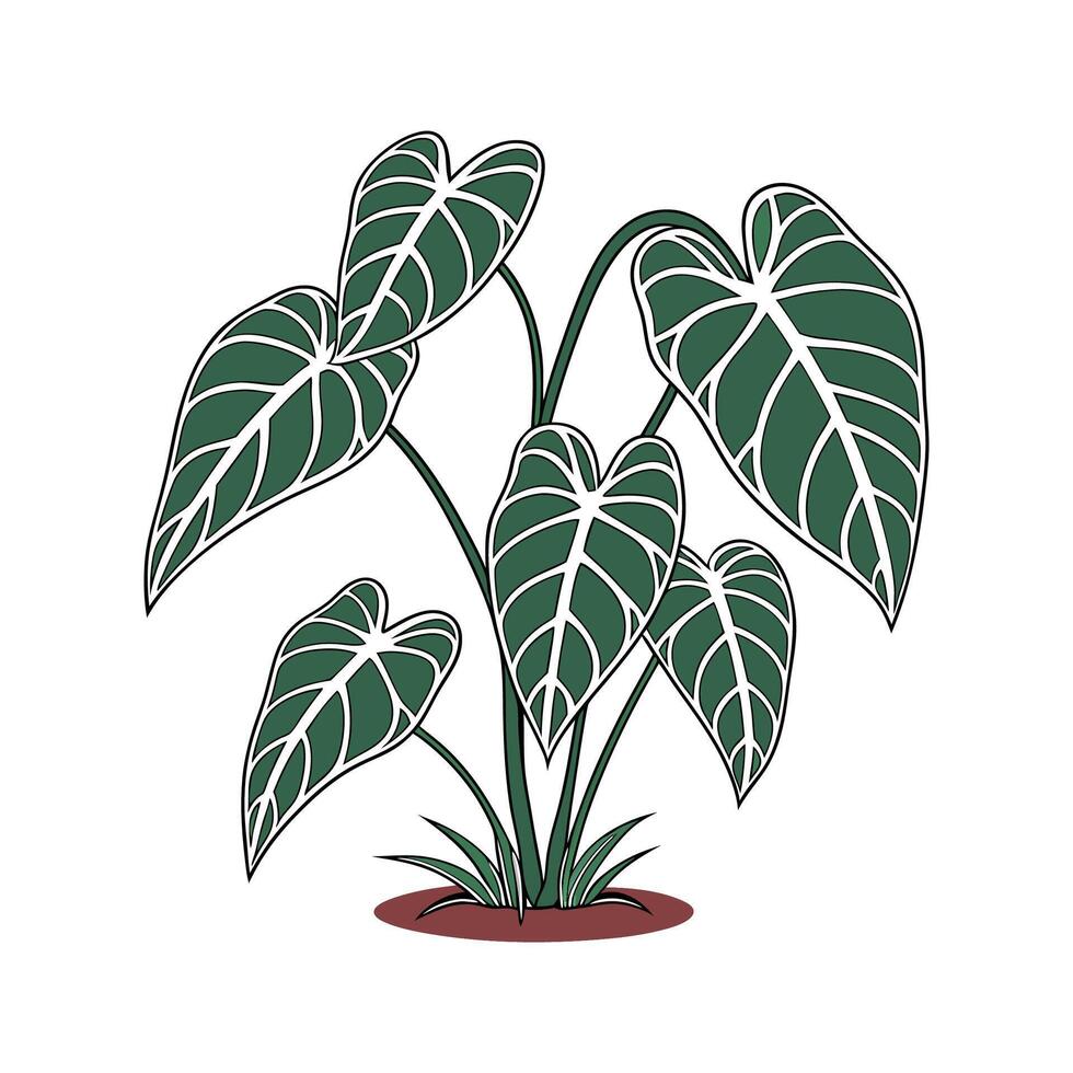 Vibrant Anthurium Clarinervium on White vector