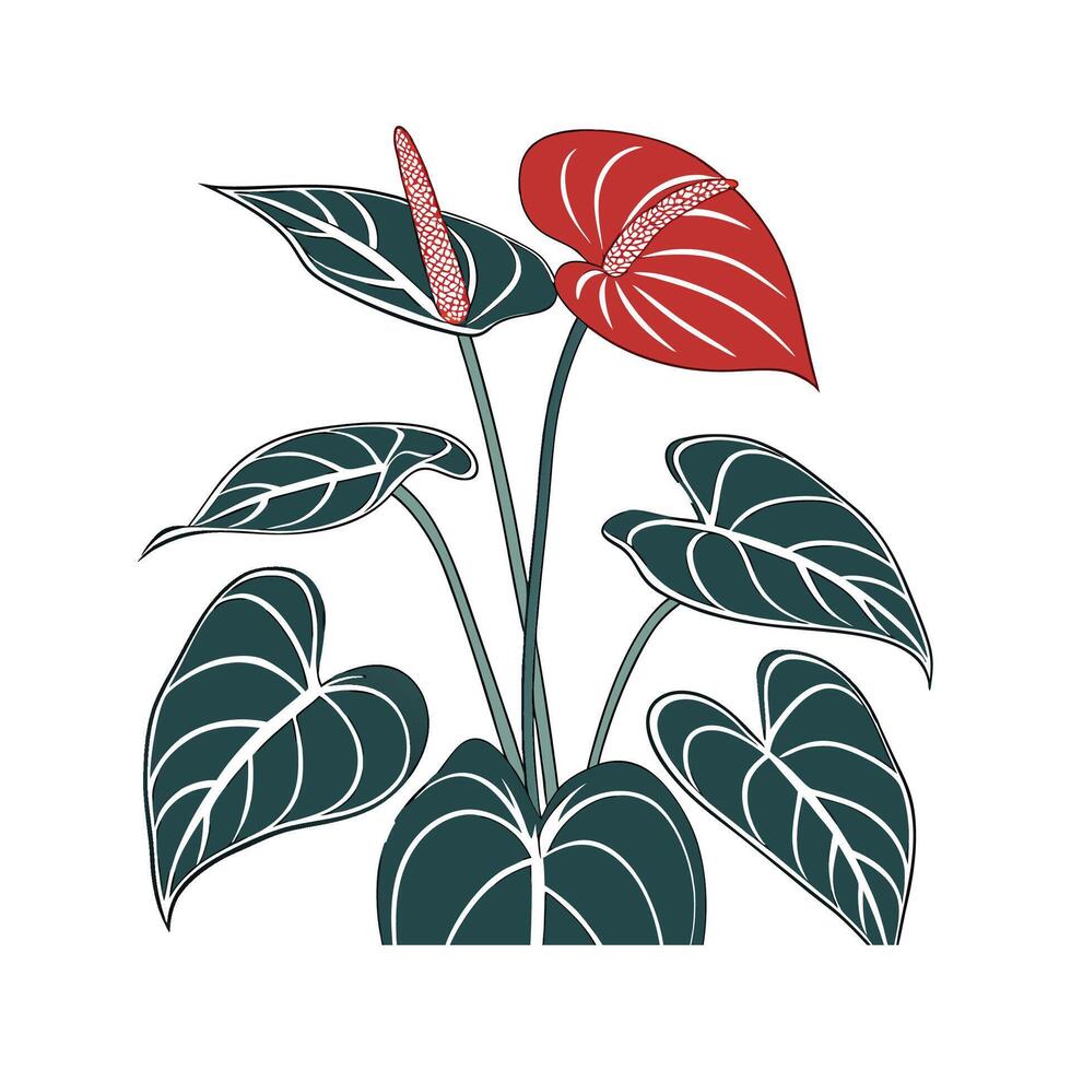 Vibrant Anthurium Display on White vector
