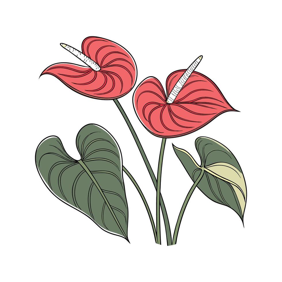 Vibrant Anthurium Andraeanum on White vector