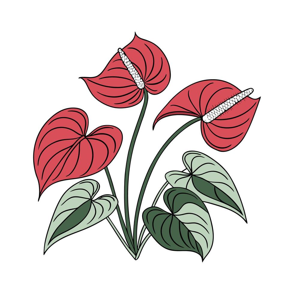 Elegant Anthurium Andraeanum on White vector
