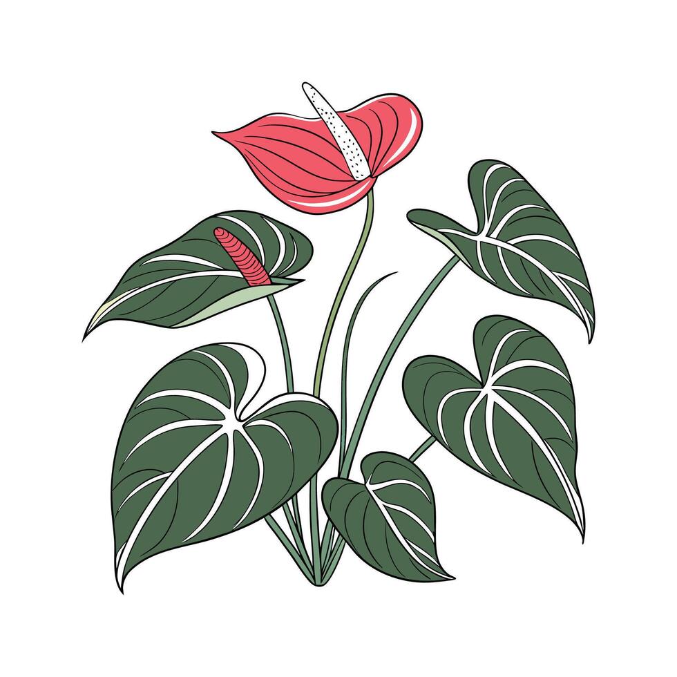 Elegant Anthurium on White vector