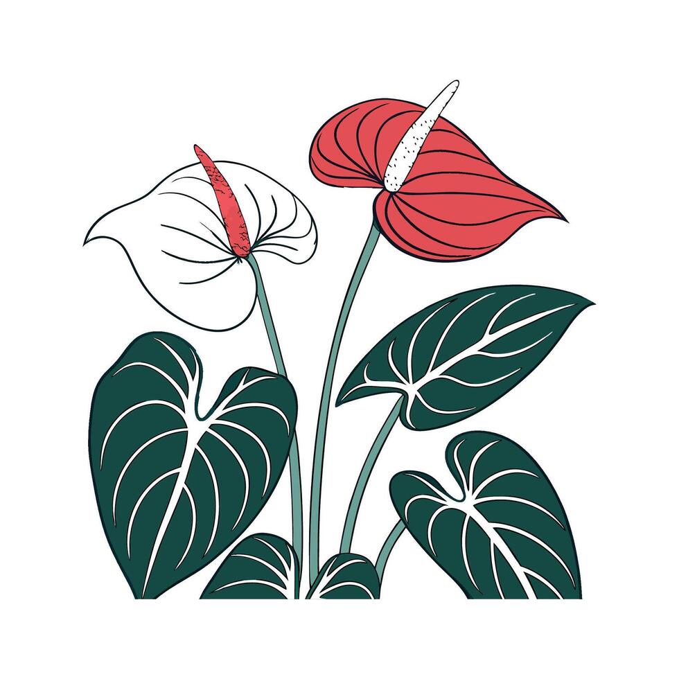 Elegant Anthurium on Bright White vector