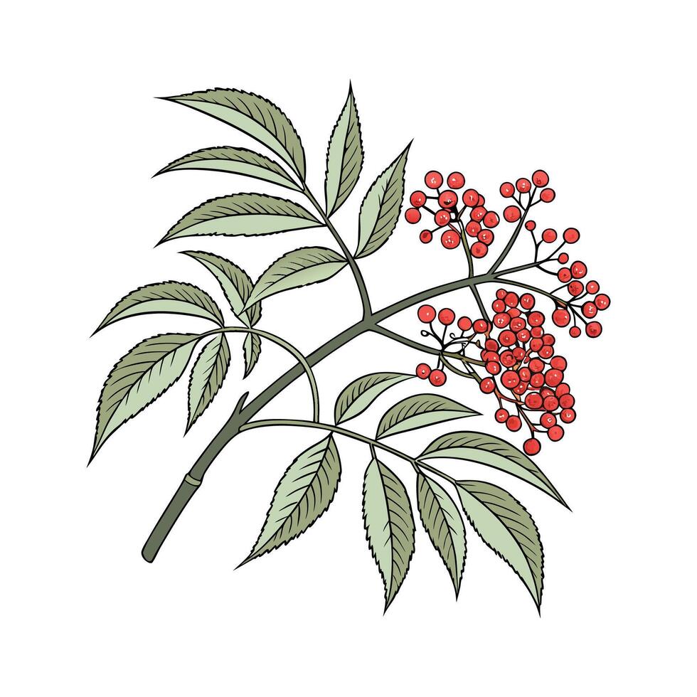 Vibrant Arboricola on White Surface vector
