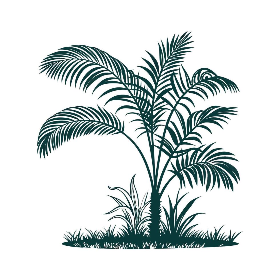 Elegant Areca Palm on White vector