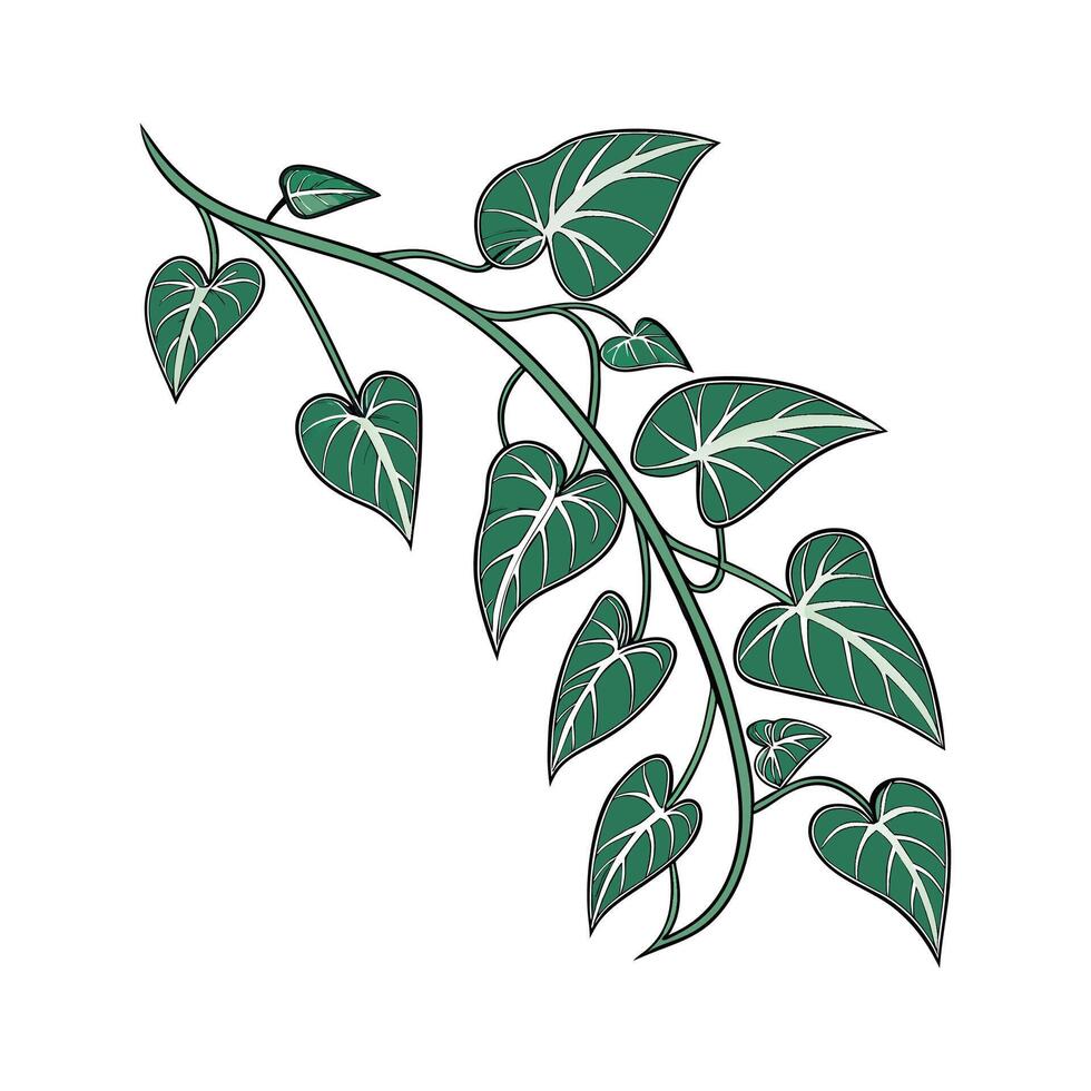 Vibrant Arrowhead Vine on White vector
