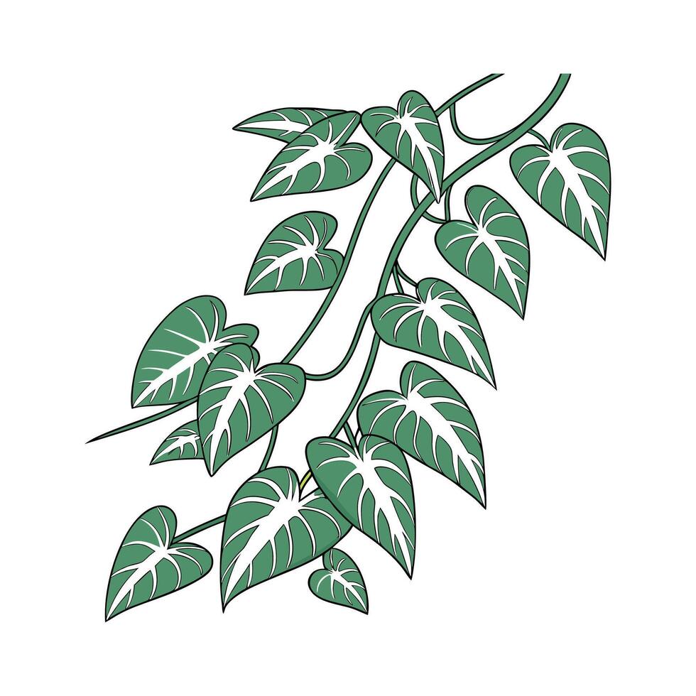 Stylish Arrowhead Vine on White Canvas vector