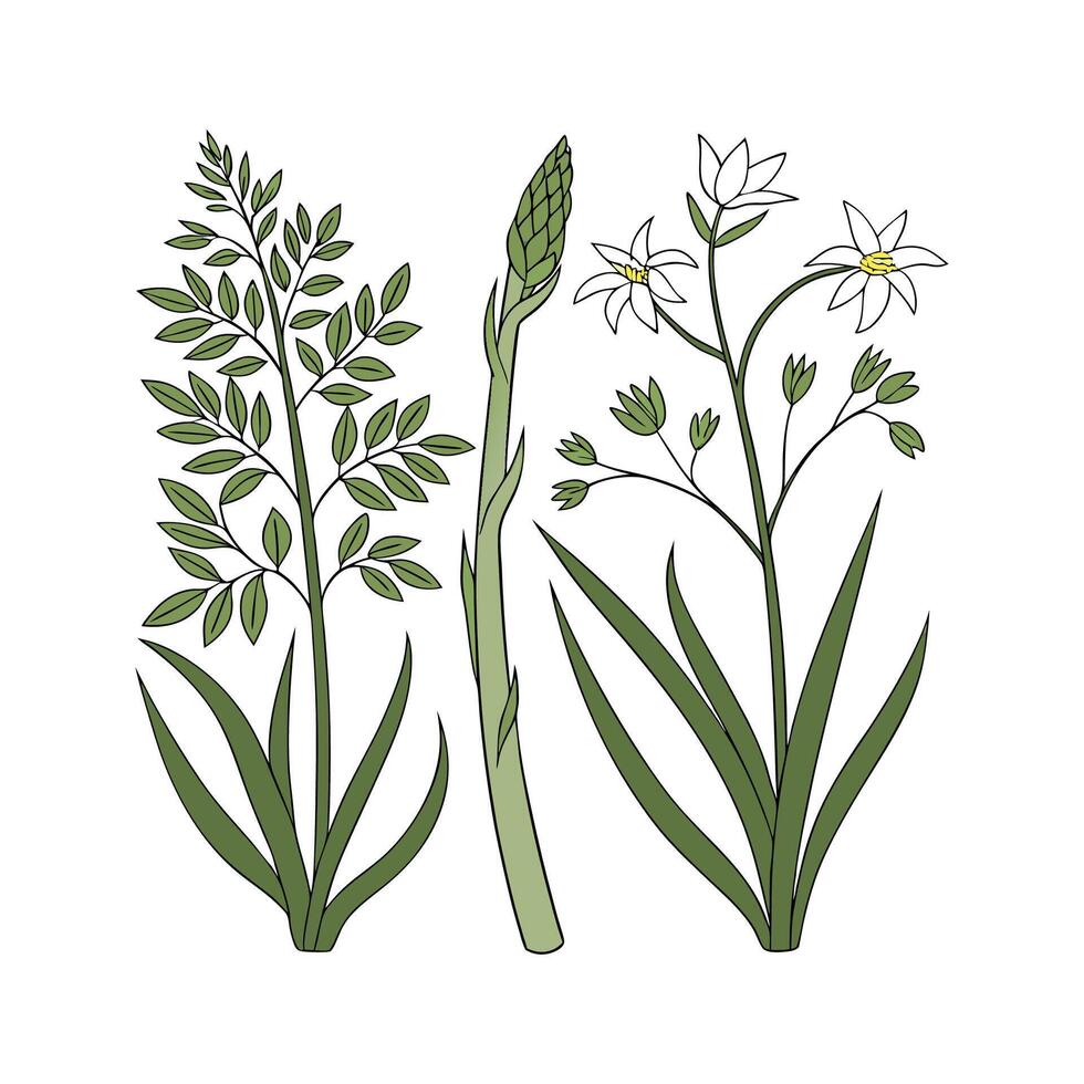 Stylish Asparagaceae on White Canvas vector