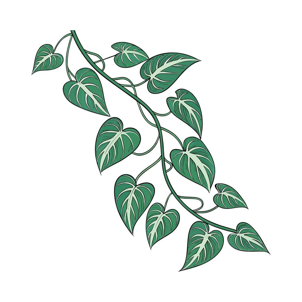Elegant Arrowhead Vine on White vector