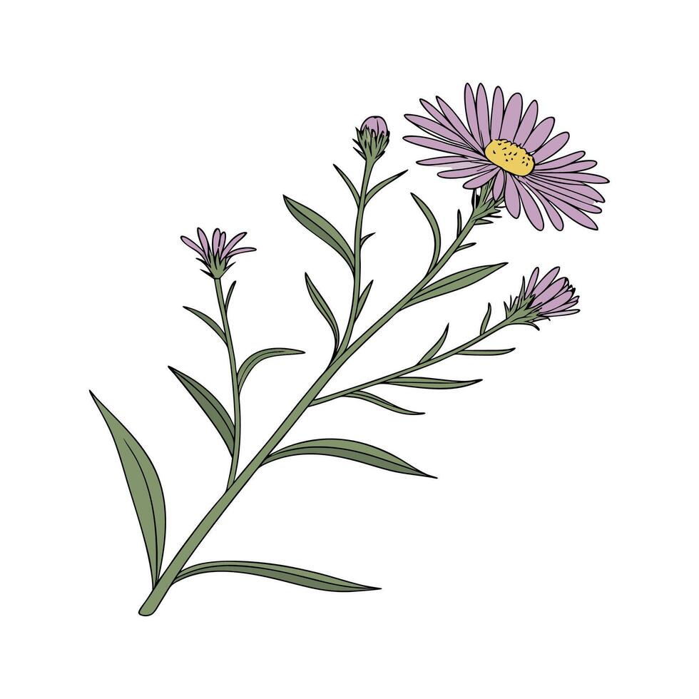 Vibrant Aster on White Surface vector