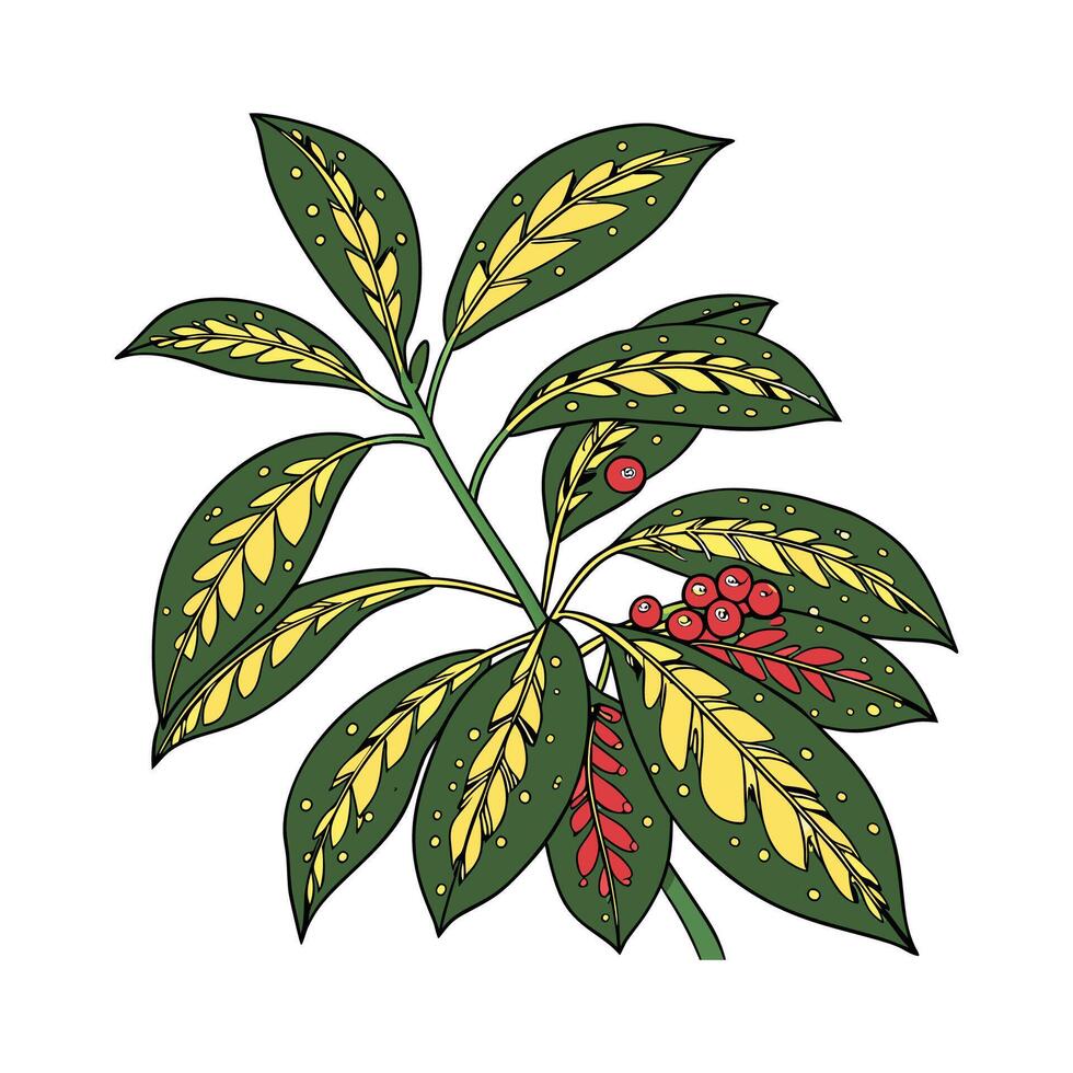 Vibrant Aucuba on White Surface vector
